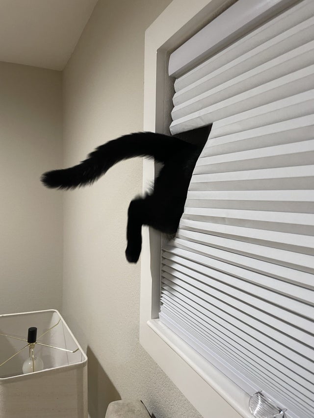 Kerusuhan Yang Hewan Lakukan Ini Bakal Bikin Garuk Kepala